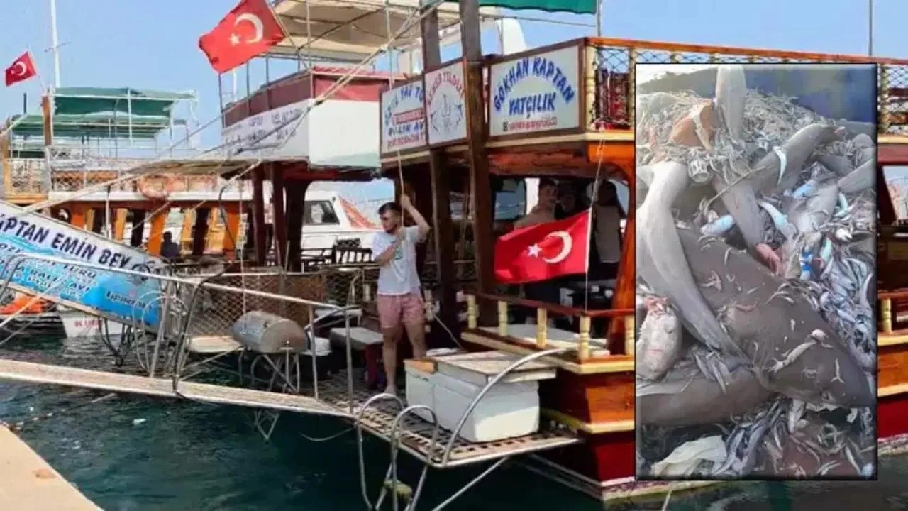 Mersin'de 8 köpekbalığı görülmüştü! Tatilciler tedirgin oldu!