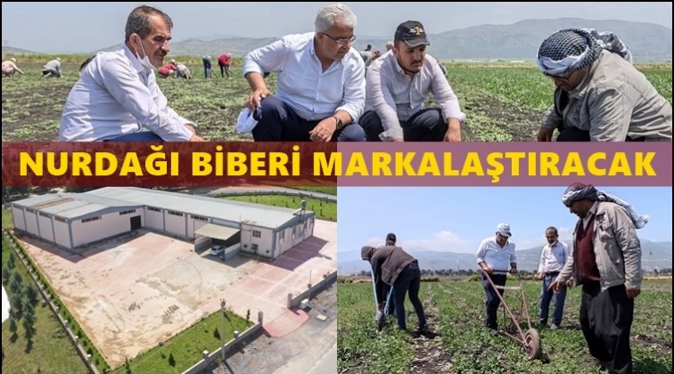Nurdağı&rsquo;ı biberi markalaşıyor...