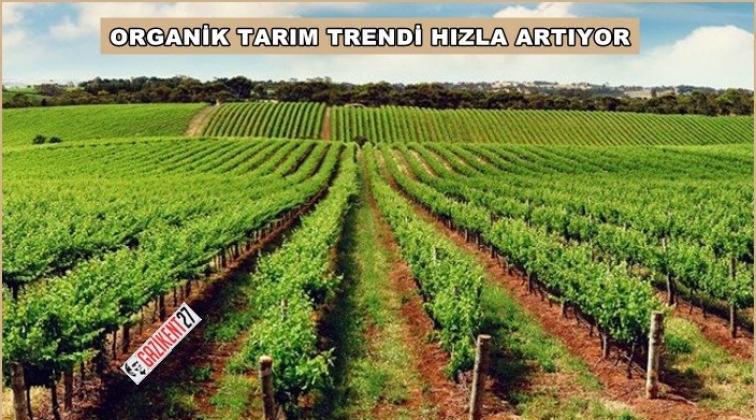 Organik tarımda üretim arttı