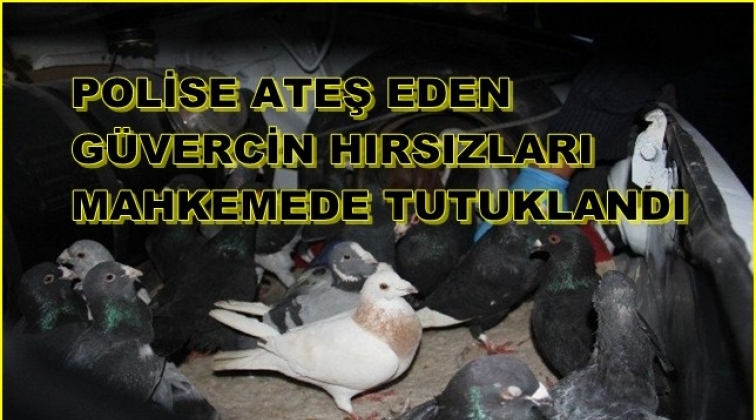 Polise ateş açan güvercin hırsızları tutuklandı