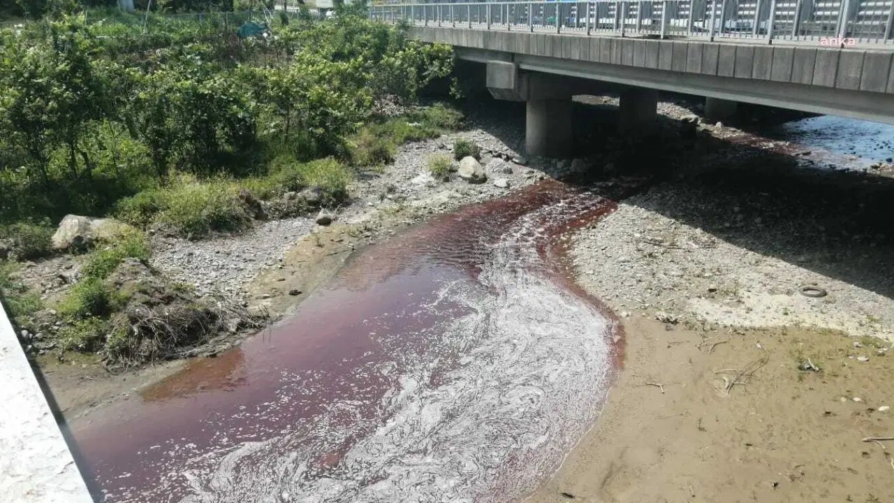 Rize'de kurban kanları dereyi ve denizi kırmızıya boyadı