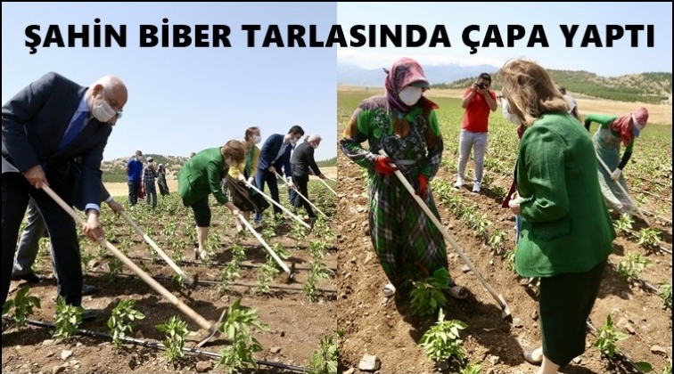 Şahin, biber tarlasında...