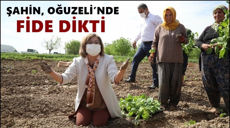 Şahin, Patlıcan fidesi dikti...