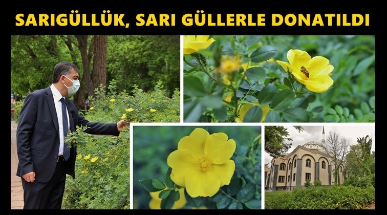 Sarıg&uuml;ll&uuml;k Mahallesi, sarı g&uuml;llerle donatıldı...