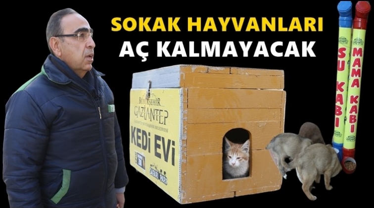 Sokak hayvanlarına 50 besleme noktası