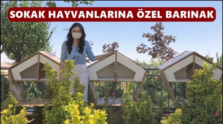 Sokak hayvanlarına özel barınak...