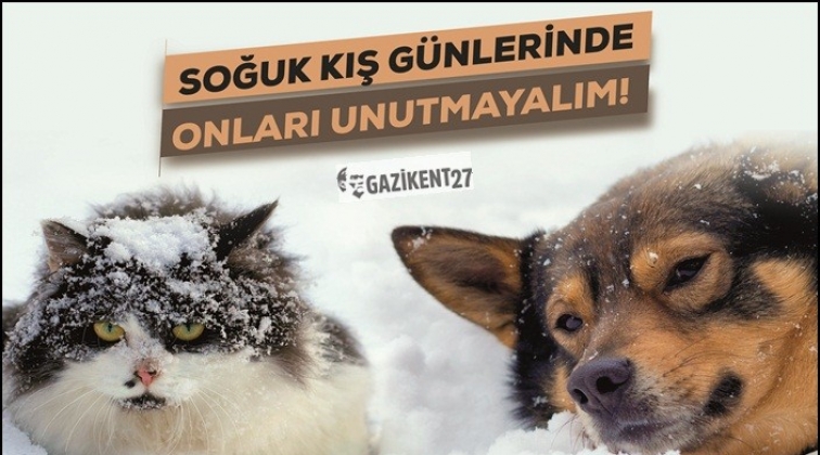 Sokak hayvanlarına y&ouml;nelik yardım kampanyası