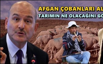 Soylu: Afgan çobanları alalım tarımı görelim!