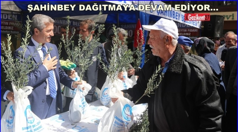 Tahmazoğlu, zeytin fidanı dağıttı...