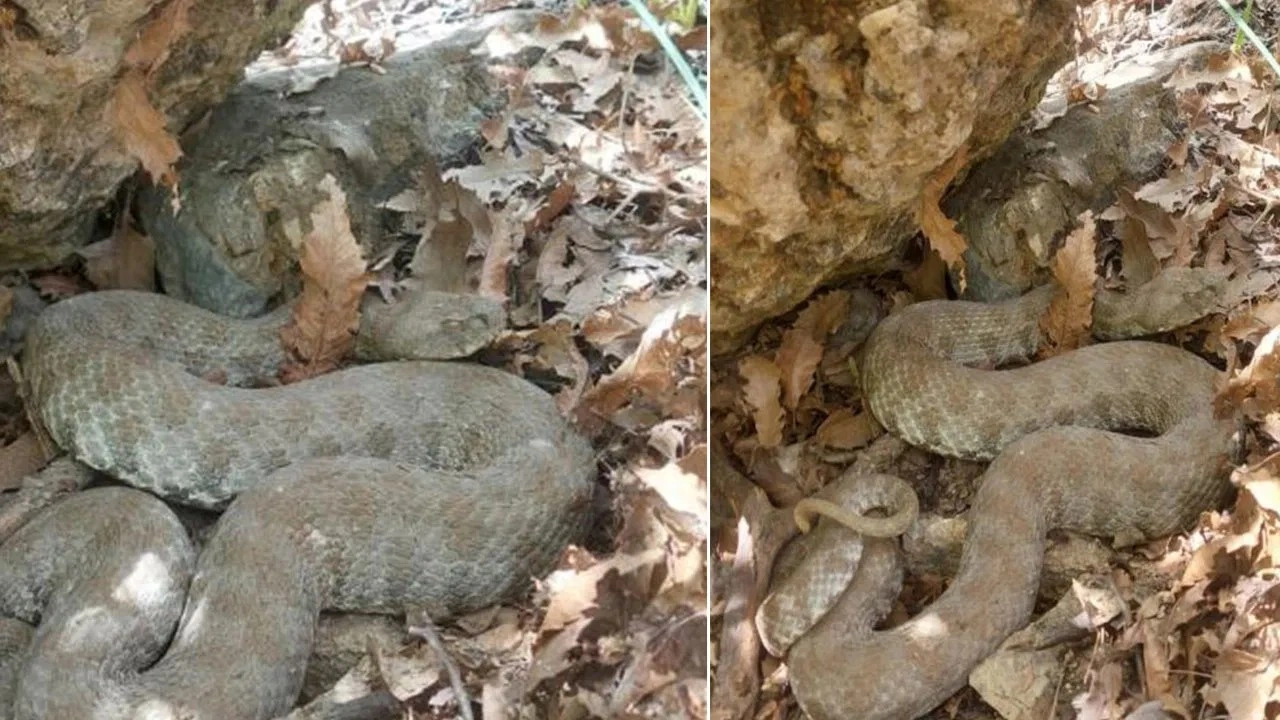 Tek ısırığı öldürüyor! Tunceli’de koca engerek yılanı görüntülendi