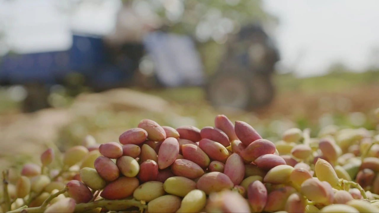 Tiryaki Agro, fıstık tesisinin kapasitesini iki katından fazla artırıyor