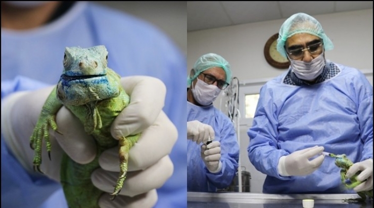 Tümör çıkan iguana yoğun bakıma alındı