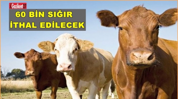 Türkiye 60 bin sığır daha ithal edecek...