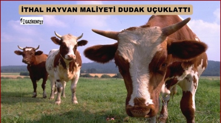 Türkiye ABD'den sığır ithalatını arttırdı