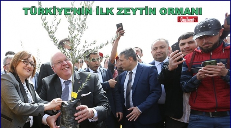 T&uuml;rkiye&rsquo;nin ilk zeytin ormanı