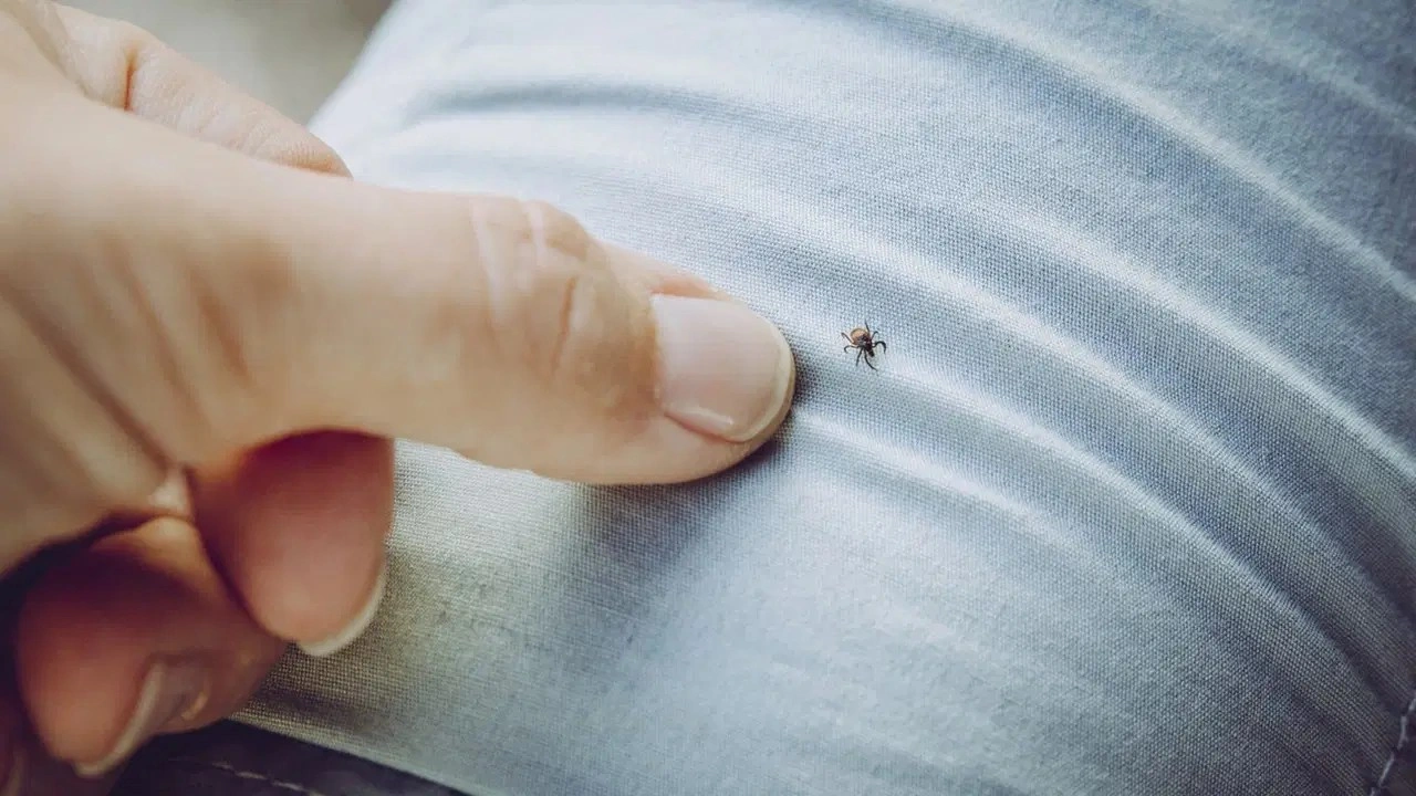 Uzmanlardan kritik kene uyarısı: Elinizle ezmeyin!