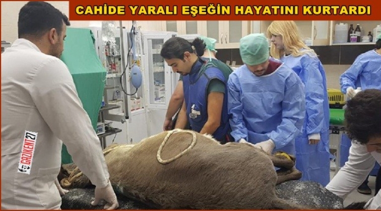 Yaralı eşeğe operasyon