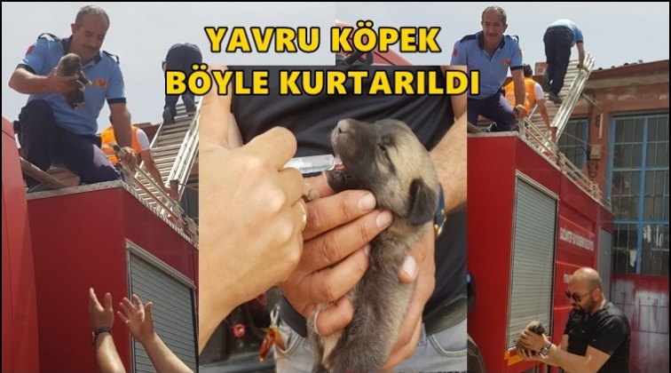 Yavru köpek için seferber oldular