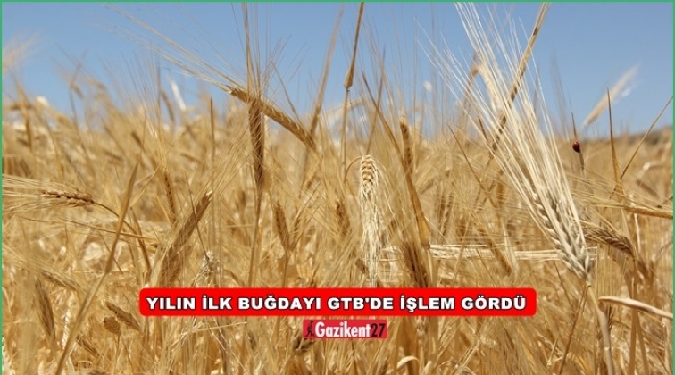 Yılın ilk mahsul buğdayı 1 lira 055 kuruştan alıcı buldu