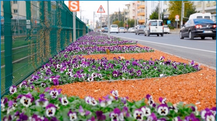 Yollar menekşeyle renklendi