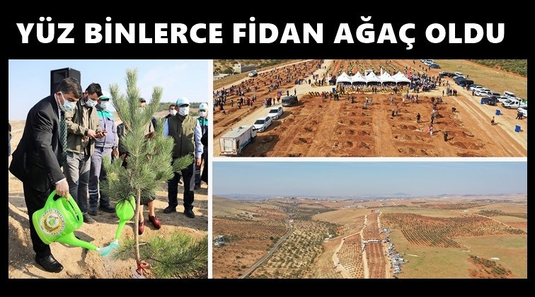 2 milyon metrekare, 190 bin fidan...