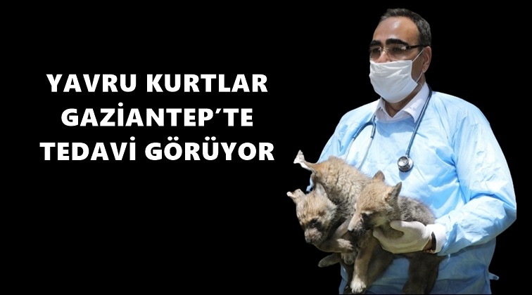 3 yavru kurdun yeni yuvası Gaziantep