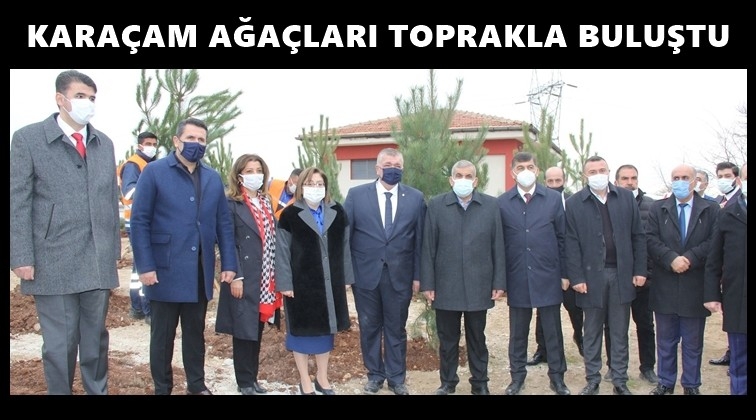 330 kara &ccedil;am ağacı toprakla buluştu...