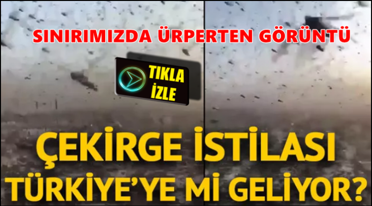 400 milyara yakın &ccedil;ekirge sınırımızda...