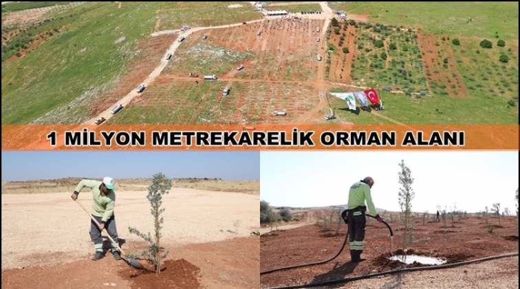 5 etapta 84 bin 750 fidan dikildi