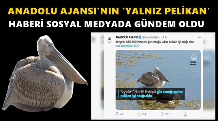 AA'nın &lsquo;yalnız pelikan&rsquo; haberi&nbsp;g&uuml;ndem oldu