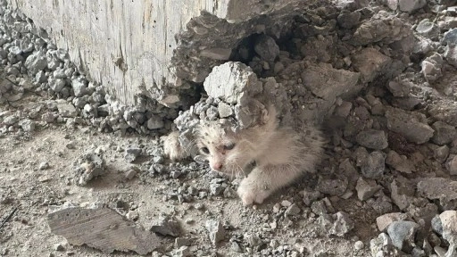 Akıl almaz olay: İnşaata giren yavru kedinin üzerine beton döküldü