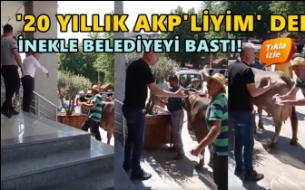 AKP'li vatandaş inekle belediyeyi bastı!