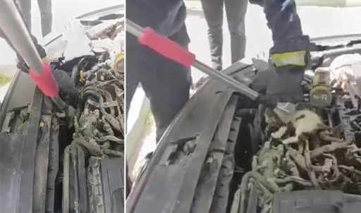 Anne kedi motor kısmında doğurdu, itfaiye seferber oldu