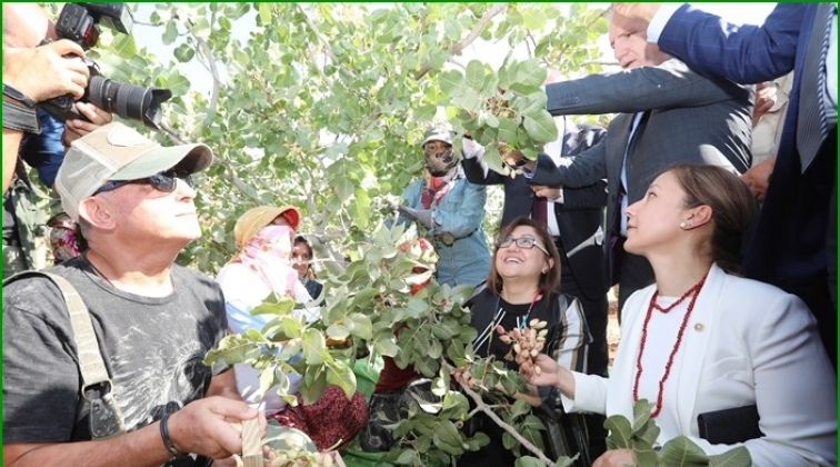 Antep Fıstığı hasadı başladı