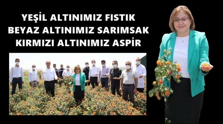 Aspir'in ilk hasadı yapıldı...