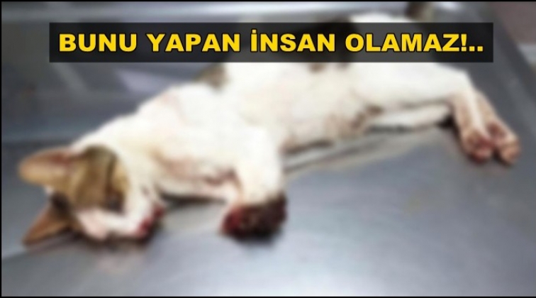 Bacakları kesilmiş kedi acı &ccedil;ekmesin diye uyutuldu!