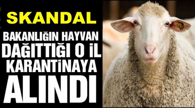 Bakanlığın dağıttığı koyunlarda veba ş&uuml;phesi!