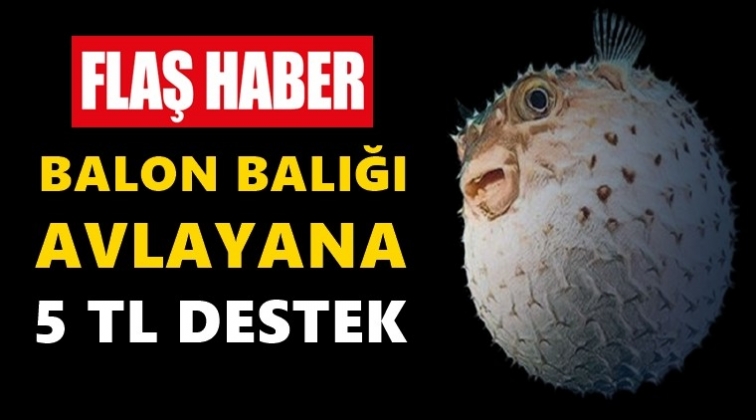 Balon balığı avlayana&nbsp;5 TL&nbsp;destek!