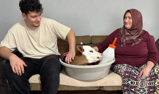 'Bayram' ismini verdiği buzağıya üşümesin diye evde bakıyor