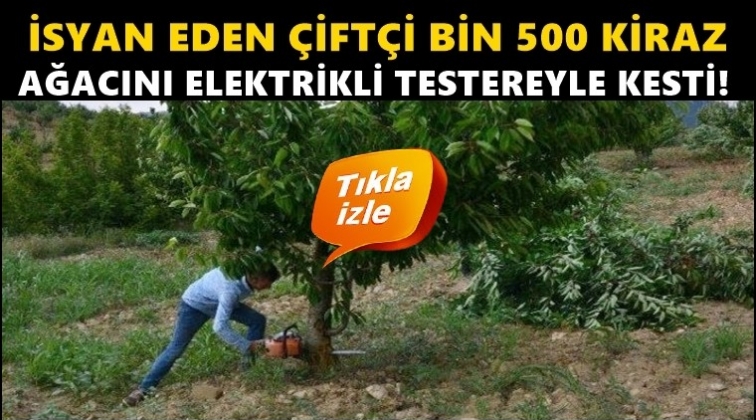 Bin 500 kiraz ağacını motorlu testeresiyle kesti!