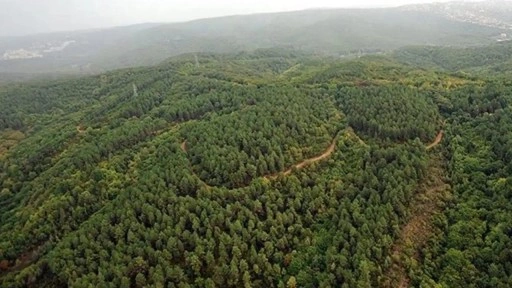 Bursa'da ormanlara girişler 8 Temmuz'dan itibaren yasaklandı