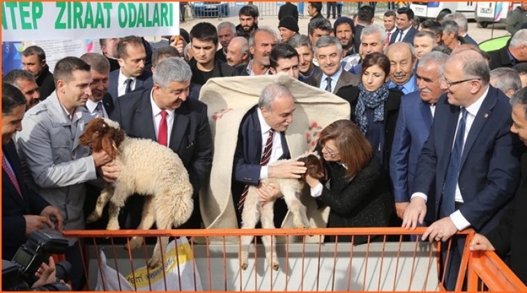 B&uuml;y&uuml;kşehir 200 ton s&uuml;t yemi dağıttı