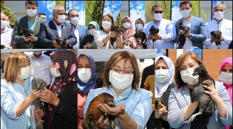 B&uuml;y&uuml;kşehir 70 bin &lsquo;atak-s yumurta tavuğu&rsquo; dağıttı