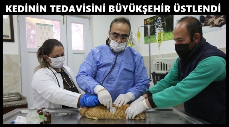 B&uuml;y&uuml;kşehir, o kediye sahip &ccedil;ıktı...