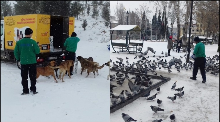 B&uuml;y&uuml;kşehir sokak hayvanlarını unutmadı