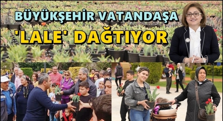 Büyükşehir, vatandaşa lale dağıtacak...