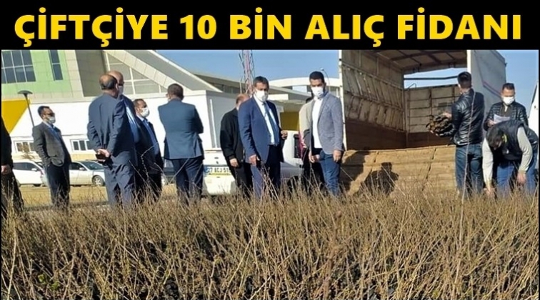 B&uuml;y&uuml;kşehir'den &ccedil;ift&ccedil;iye on bin alı&ccedil; fidanı