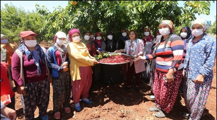 B&uuml;y&uuml;kşehir'den kiraz &uuml;reticilerine destek...