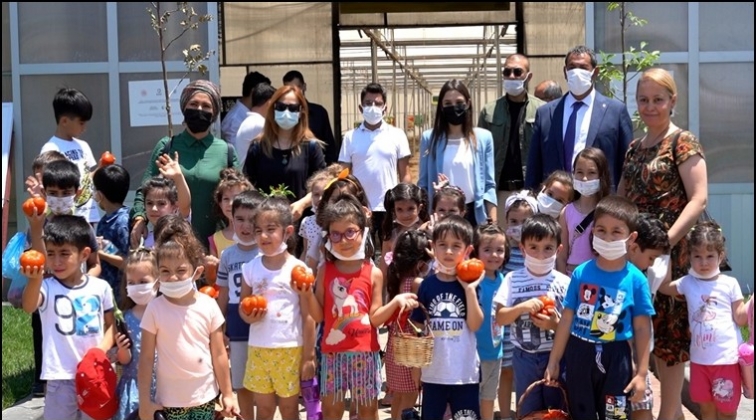 B&uuml;y&uuml;kşehir'den sebze hasadı...