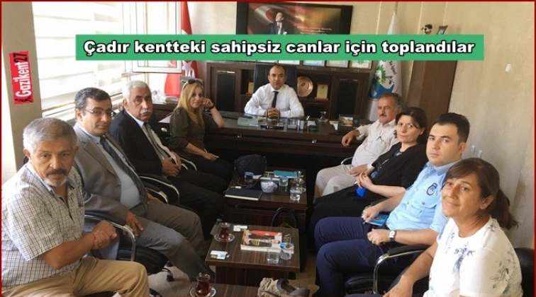 &Ccedil;adır kentteki sahipsiz canlar i&ccedil;in toplandılar